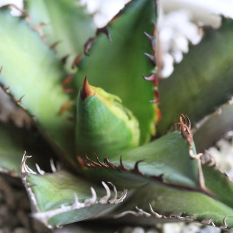 Agave レッドキャットウィーズル