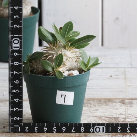 CATEGORY パキポディウム | hanayoshi-botanical