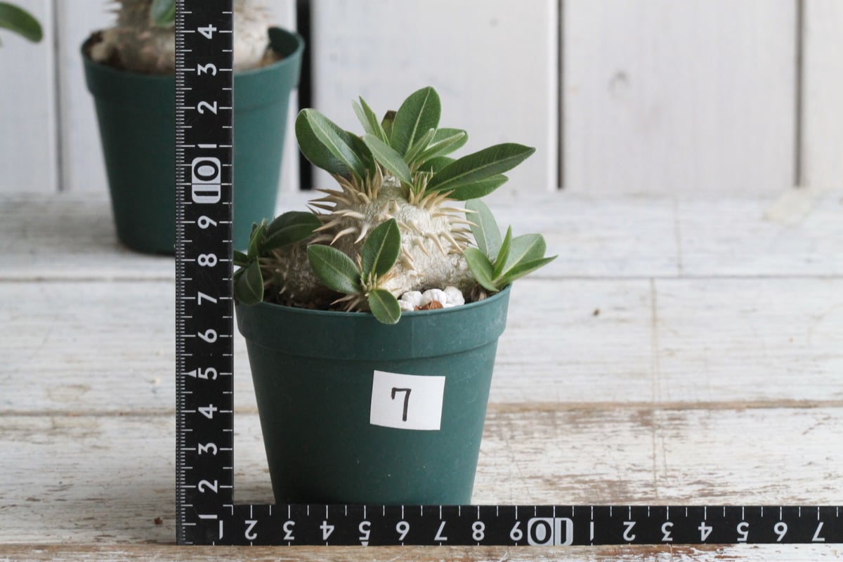 パキポディウム ラウヒー 実生⑦ | hanayoshi-botanical