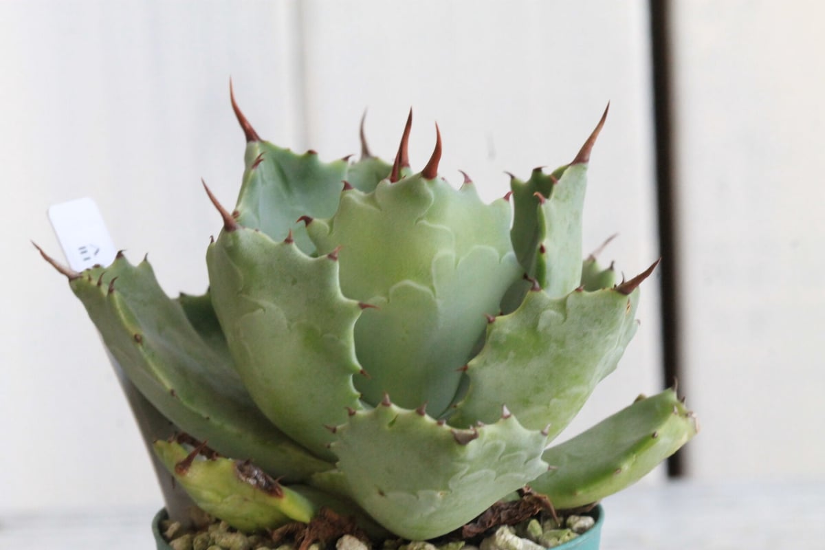 アガベ イシスメンシス 雷帝 コンパクト LED管理　ブルー 青葉 アガベ イシスメンシス 旧雷帝 | hanayoshi-botanical