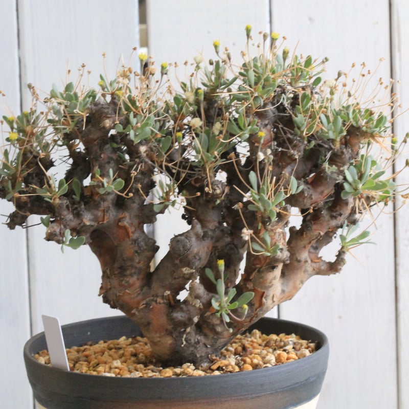 オトンナ ユーフィルビオイデス 現地球