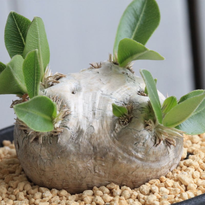 恵比寿笑い パキポディウム ブレビカウレ 鉢 left botanical