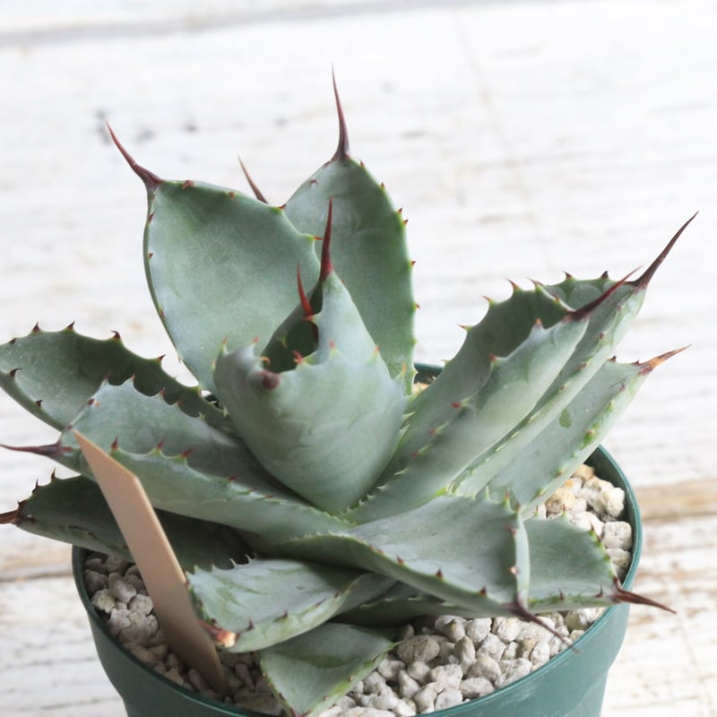 ちーやん　親株出品　八荒雷神　アガベ　5号サイズ ちーやん様専用 親株出品 八荒雷神 アガベ 5号サイズ