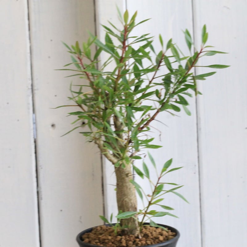 フォークイエリア ファシクラータ×プルプシー | hanayoshi-botanical