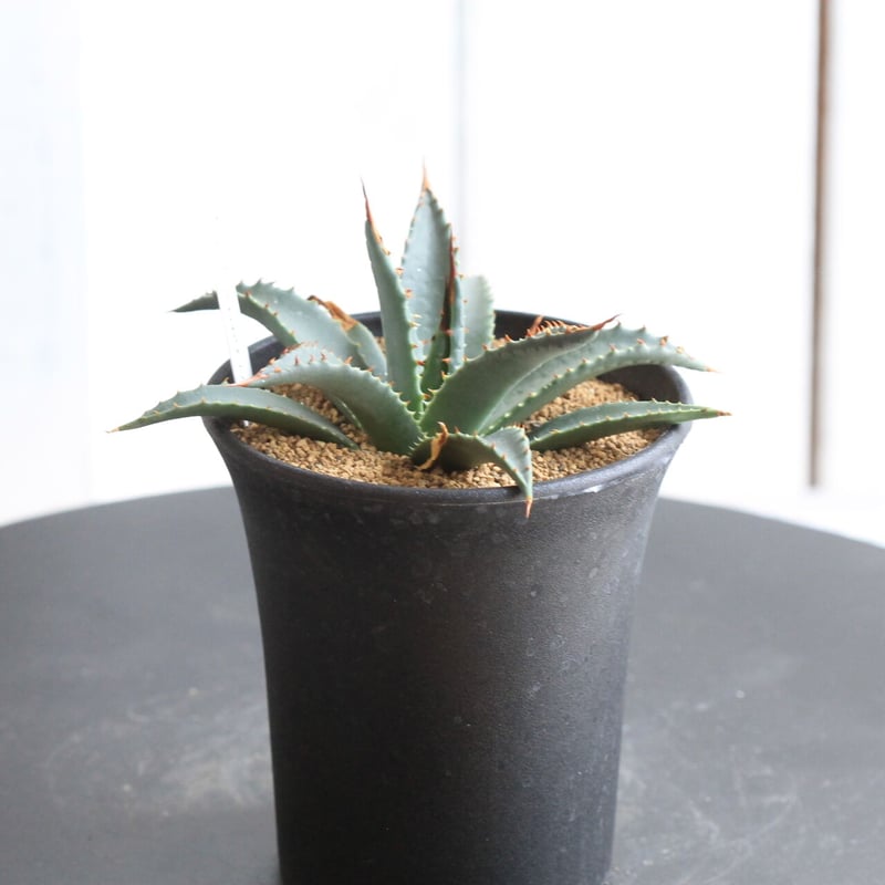 アガベ ユタエンシス ネバデンシス 実生 | hanayoshi-botanical