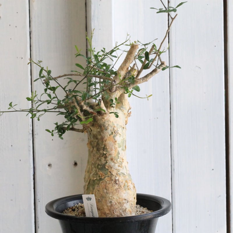bon 25様　 コミフォラ　フンベルティ　現地球　発根済 7 発根済 commiphora humbertii コミフォラ フンベルティ – KOMO