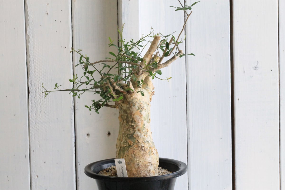 コミフォラ フンベルティ | hanayoshi-botanical