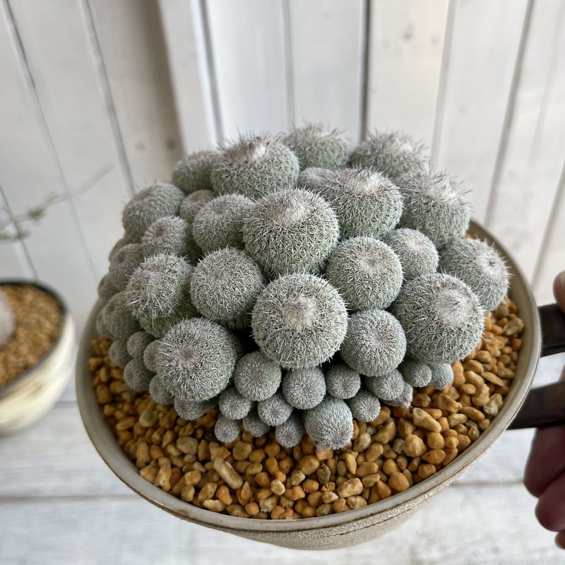 エピテランサ・かぐや姫(鉢付き) エピテランサ・かぐや姫 | trigger