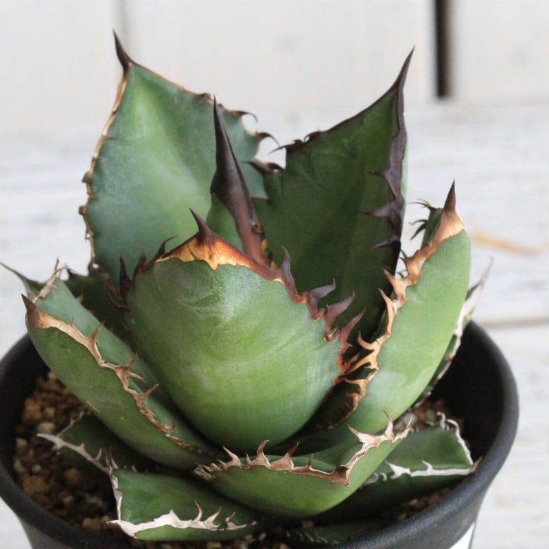 アガベ チタノタ ブラックファイヤー 黒火焰 | hanayoshi-botanical