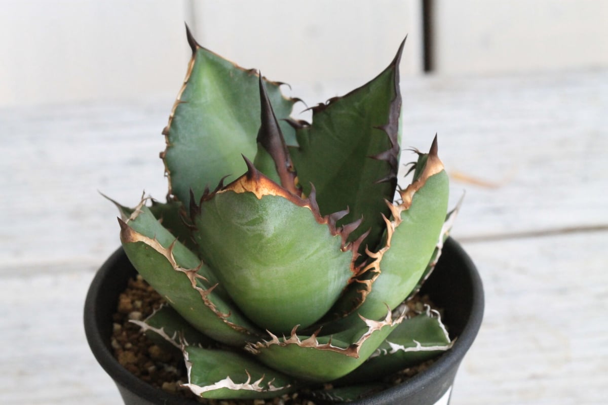 アガベ チタノタ ブラックファイヤー 黒火焰 | hanayoshi-botanical