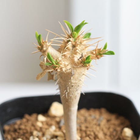 Euphorbia　ギラミニアーナ 　実生