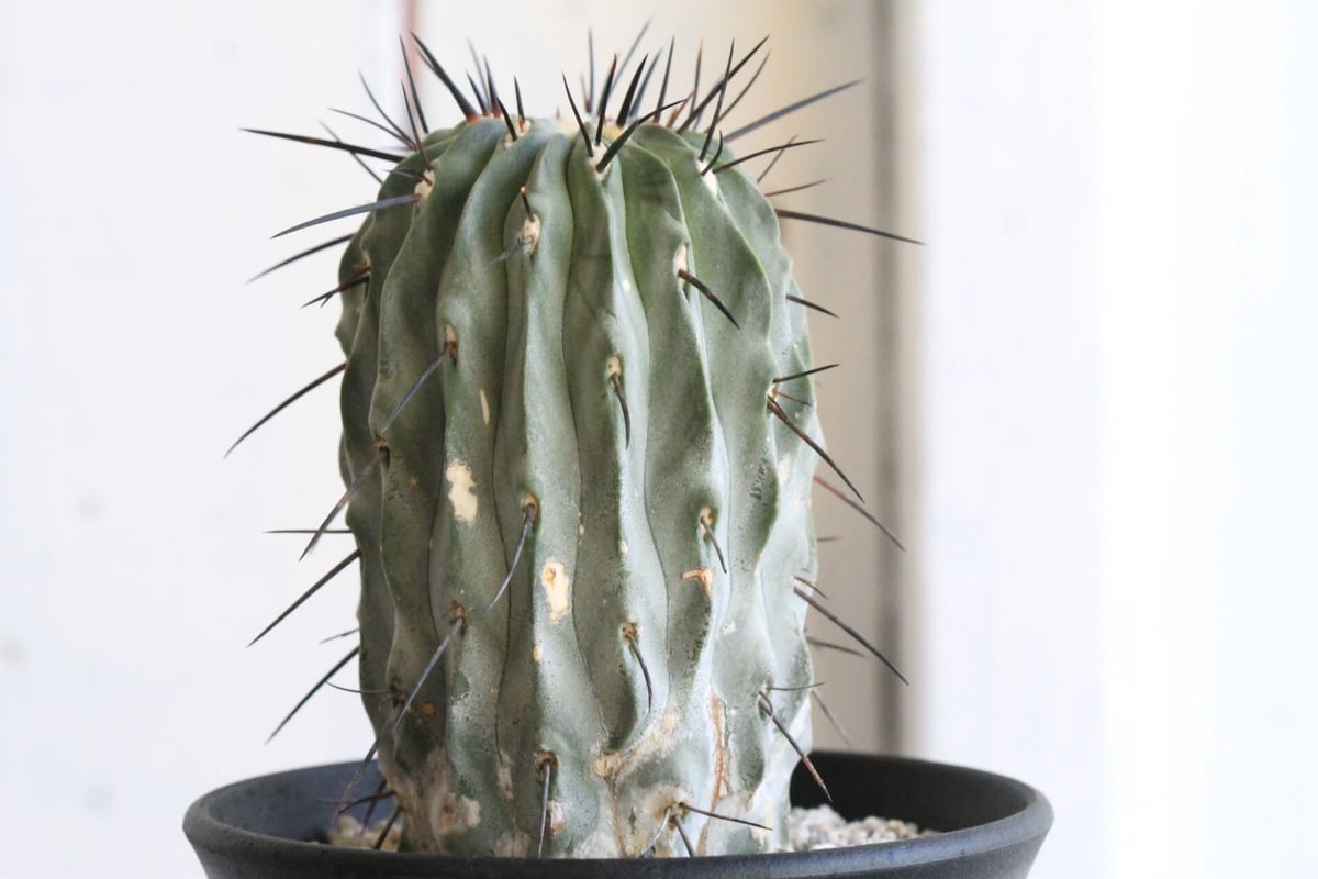 コピアポア ディアルバータ 黒士冠（かき子） | hanayoshi-botanical 