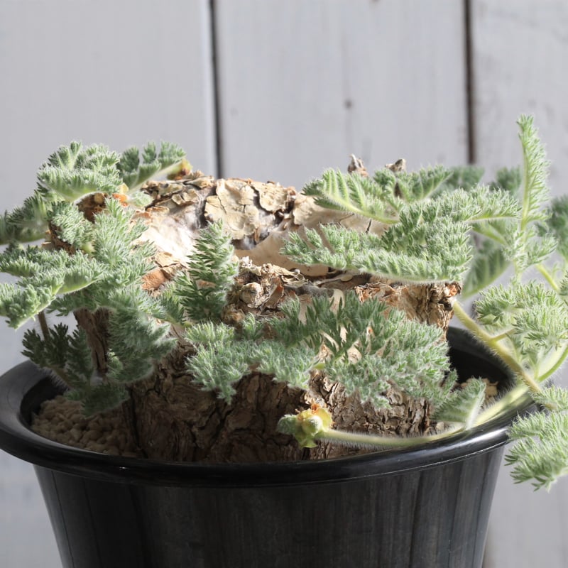 【塊根植物】 ペラルゴニウム トリステ現地株＋N/OH 澪標 塊根植物】 ペラルゴニウム トリステ現地株＋N/OH 澪標