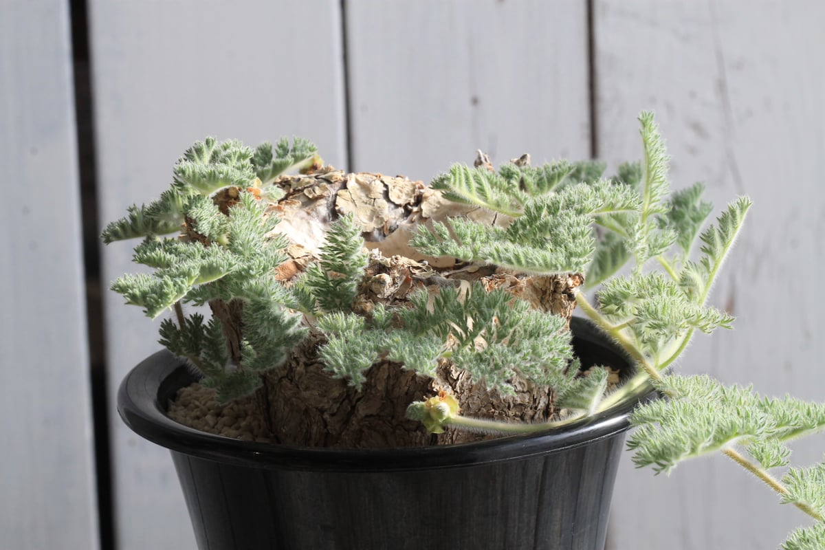 ペラルゴニウム トリステ 現地球 | hanayoshi-botanical