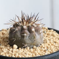 コピアポア ディアルバータ 黒士冠 (現地球) | hanayoshi-botanical