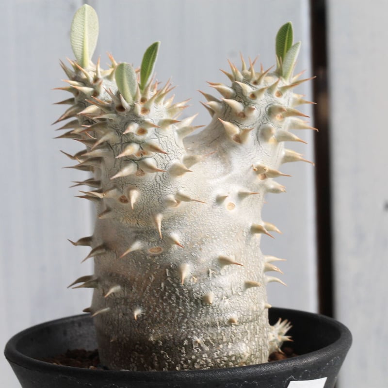 パキポディウム 恵比寿大黒 | hanayoshi-botanical