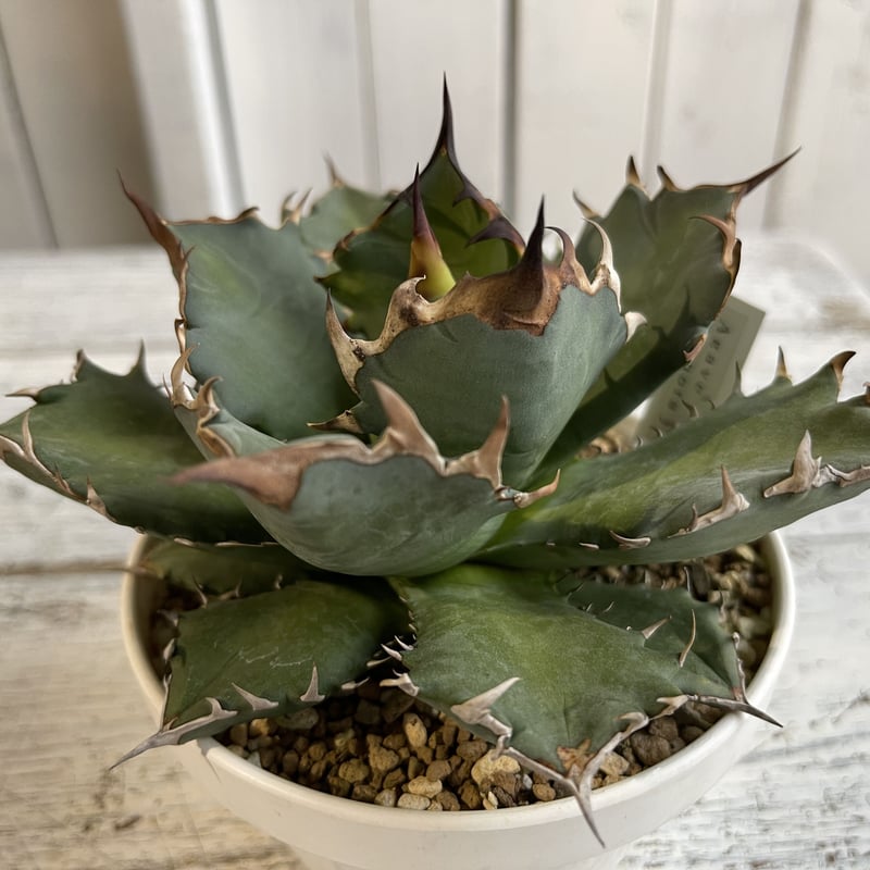 アガベ チタノタ NO.1 | hanayoshi-botanical