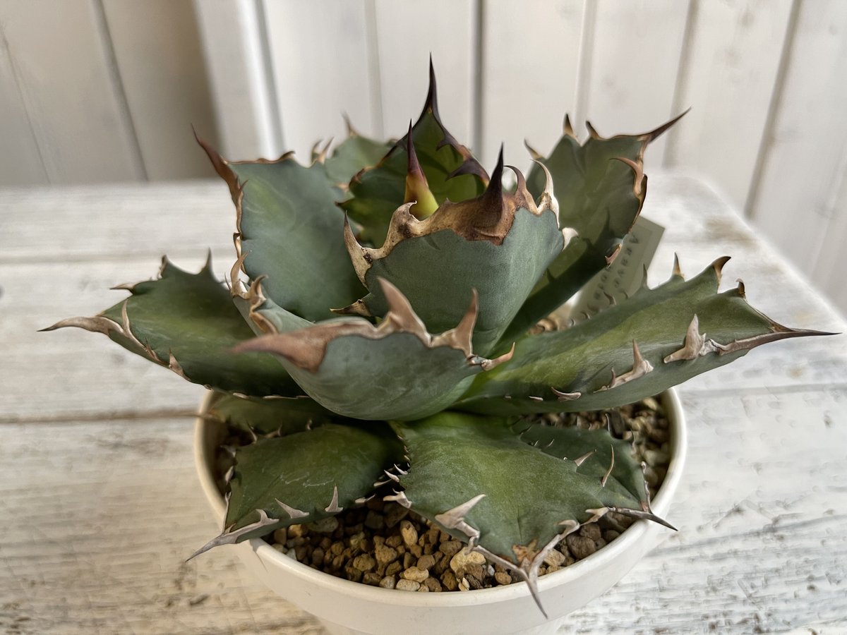 アガベ チタノタ NO.1 | hanayoshi-botanical