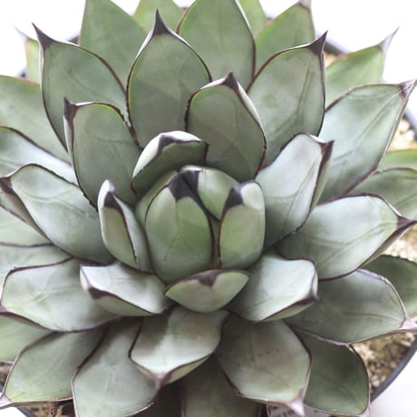 agave ロイヤルスピン