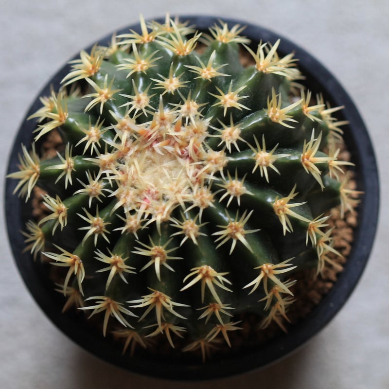 サボテン　プラチナ金鯱　実生　※鉢のまま発送 Echinocactus プラチナ金鯱 | hanayoshi-botanical