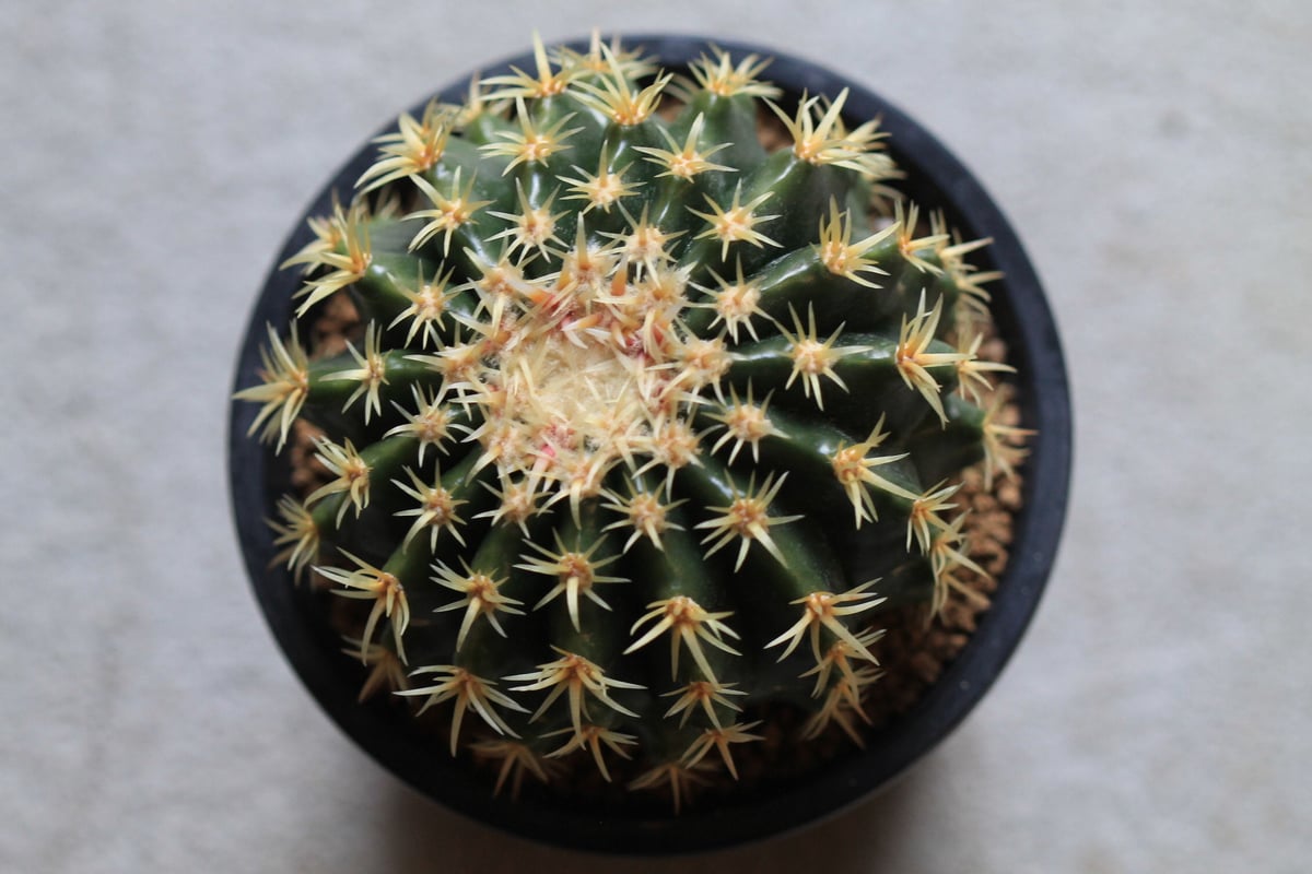 多肉植物｜プラチナ金鯱 Echinocactus プラチナ金鯱 | hanayoshi-botanical