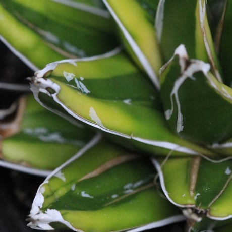 Agave 輝山