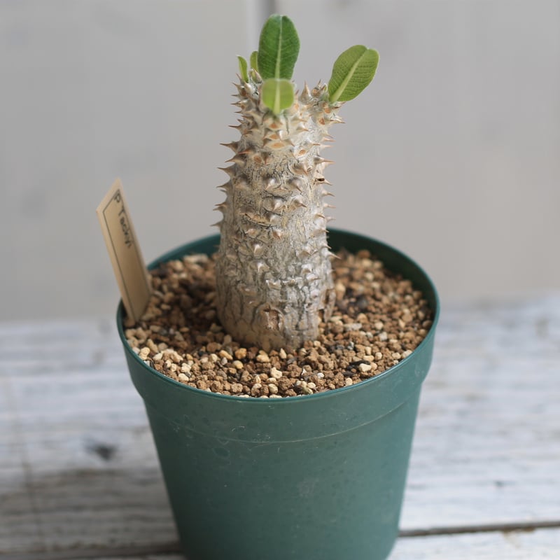 パキポディウム　タッキー　良型選抜株 パキポディウム タッキー大黒×タッキー① | hanayoshi-botanical