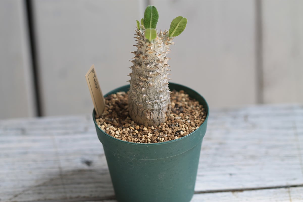 パキポディウムタッキー パキポディウム レウコキサンツム×タッキー② | hanayoshi-botanical