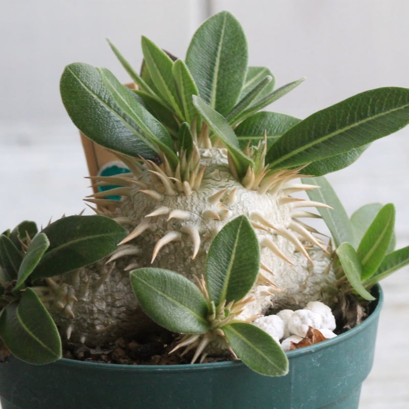 パキポディウム ラウヒー 実生⑦ | hanayoshi-botanical