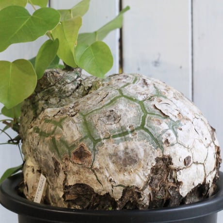 【特別値下げ】 ボンバックス 楽天市場】ボンバックス（観葉植物｜花・観葉植物）：花・ガーデン