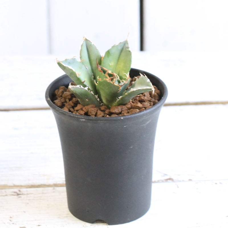 アガベ チタノタ スーパー白鯨 | hanayoshi-botanical