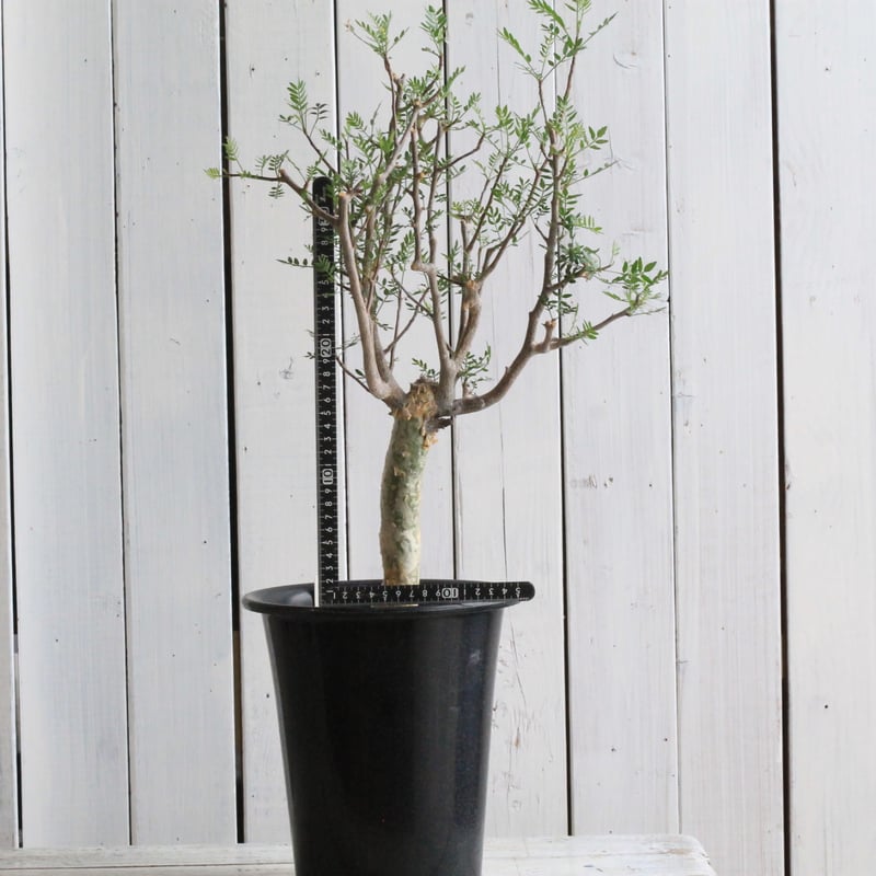 ブルセラミクロフィラ　実生　ブルセラ　コミフォラ ブルセラ ミクロフィラ Bursera microphylla 20230902 | SPG