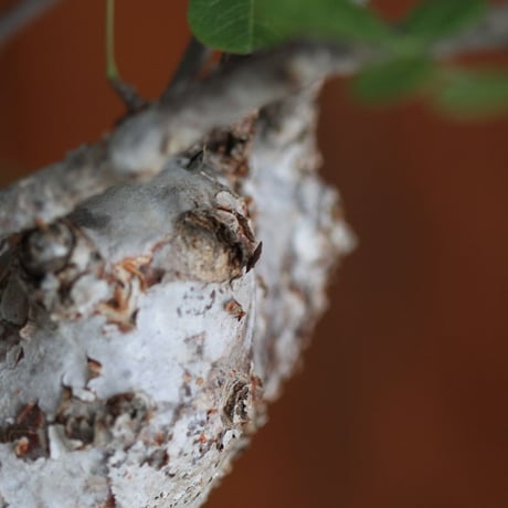 commiphora　オルビクラリス