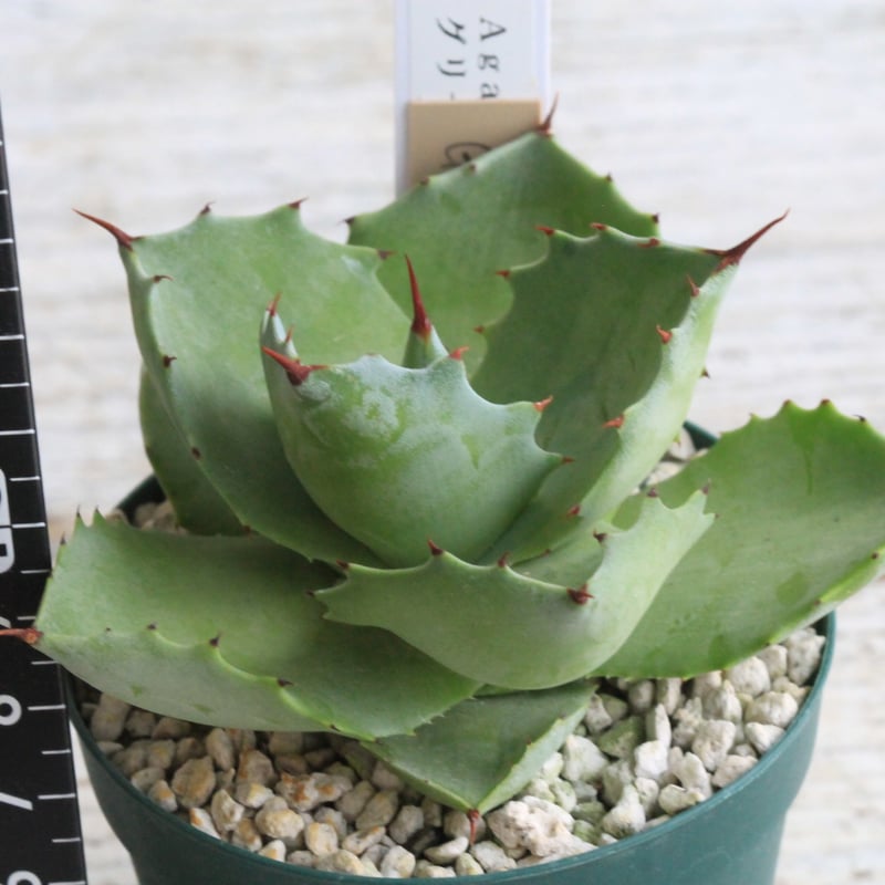 アガベ イシスメンシス グリーンダルマ③ | hanayoshi-botanical