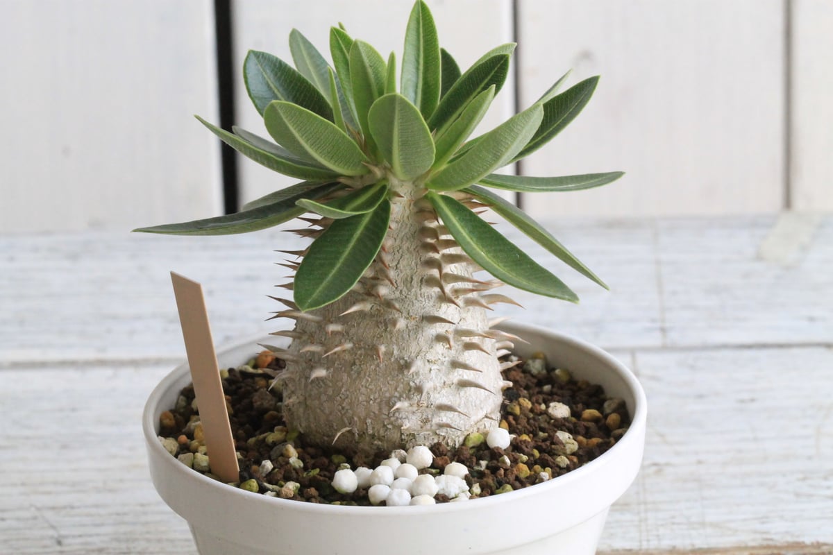 パキポディウム　レウコキサンツム パキポディウム レウコキサンツム① | hanayoshi-botanical