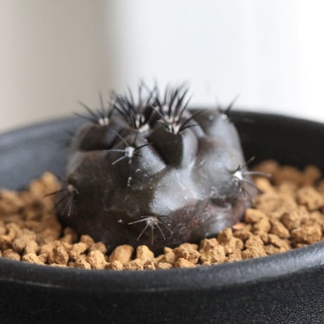 コピアポア　デュラ　銅鑼丸　実生 コピアポア デュラ / 銅鑼丸 （実生・自根）3個セット no.06