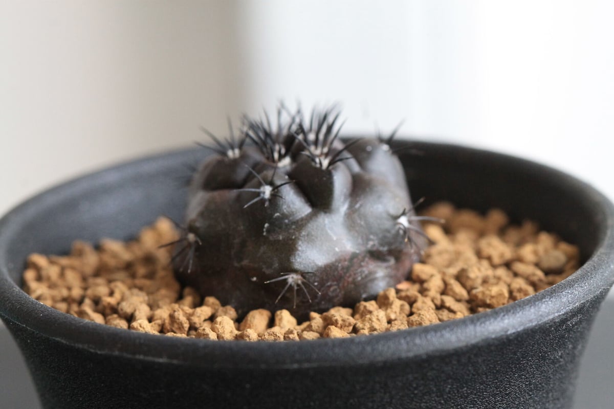 コピアポア デュラ（実生） | hanayoshi-botanical