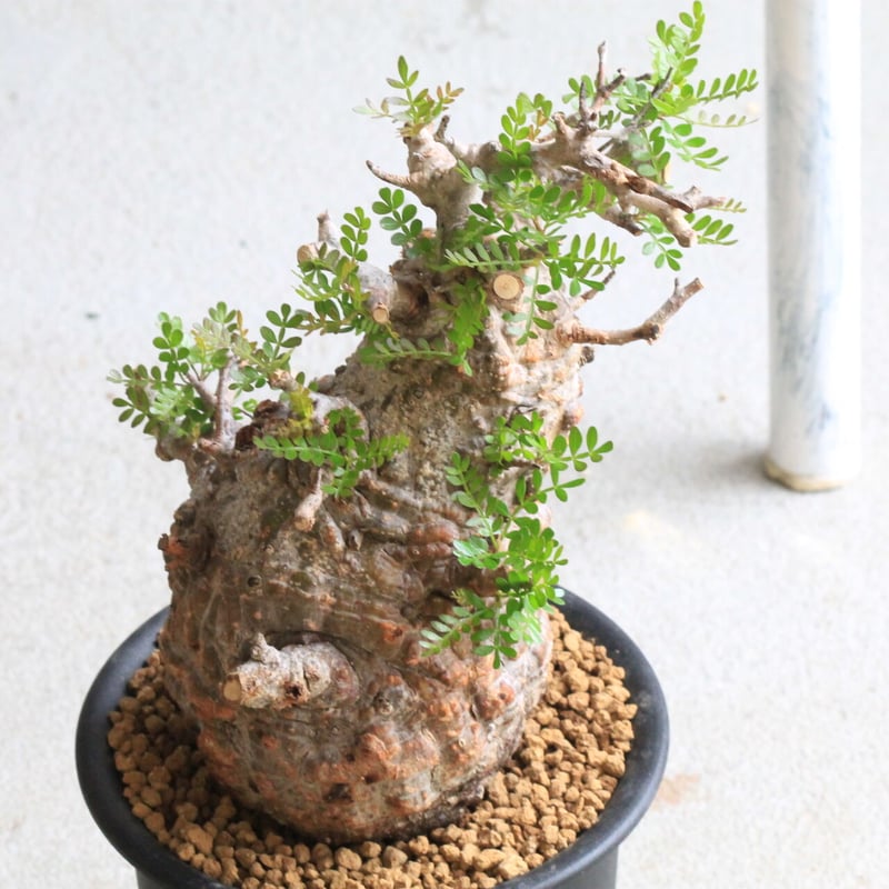 1オペルクリカリア パキプス | hanayoshi-botanical