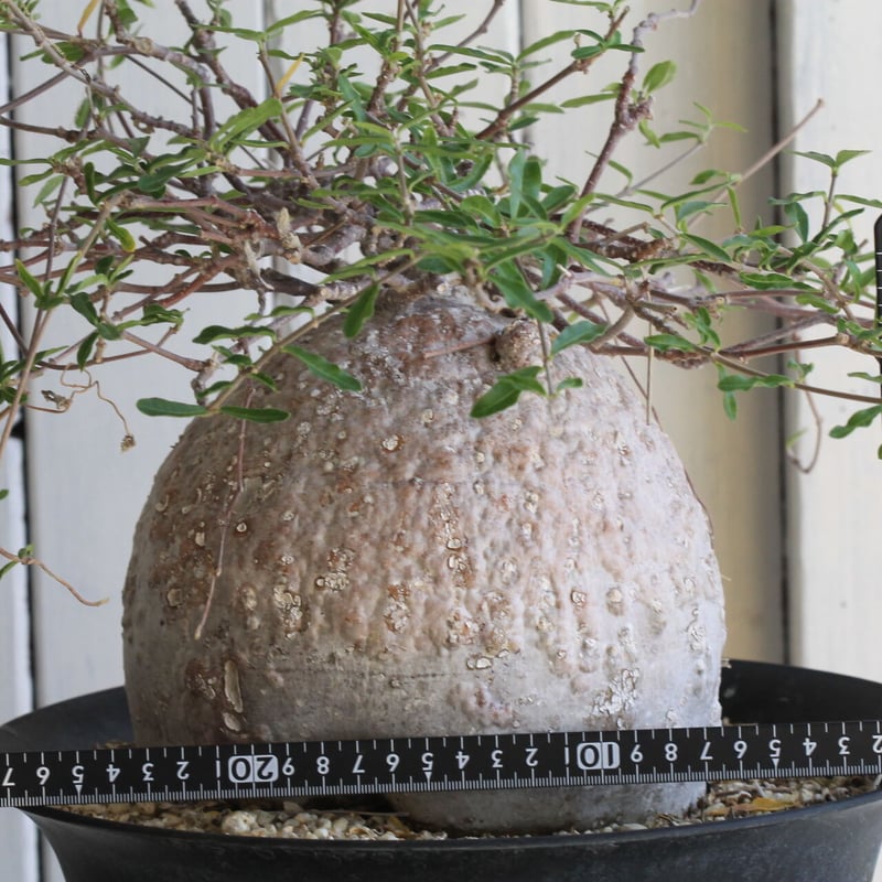 【抜き苗】フォッケアエデュリス 火星人 塊根植物 発根済 現地球 フォッケア エデュリス 火星人 大きめ塊根植物 2