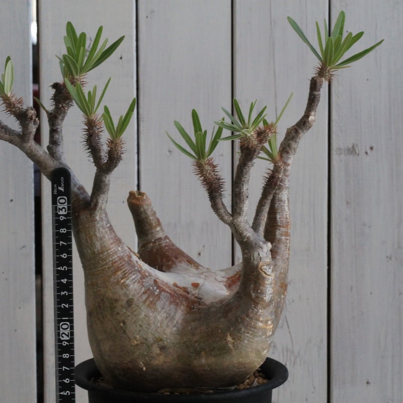 パキポディウム グラキリス 現地球 | hanayoshi-botanical