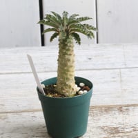 ドルステニア　ラブラニー③
