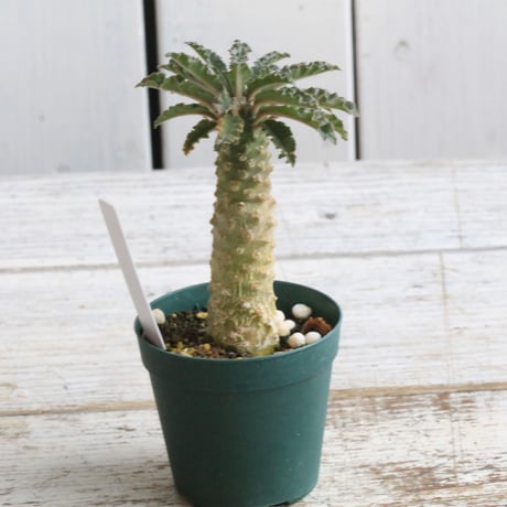 ドルステニア ラブラニー✖️SRL伝市鉢 ドルステニア・ラブラニー