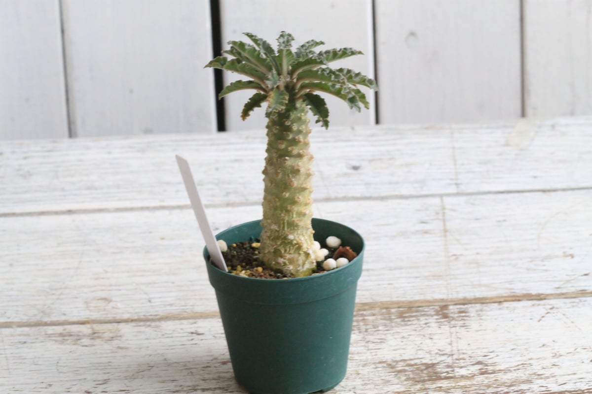 ドルステニア　ラブラニー　大株　美株 ドルステニア ラブラニー③ | hanayoshi-botanical