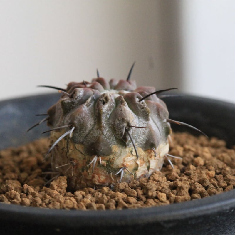 コピアポア ディアルバータ 黒士冠 | hanayoshi-botanical