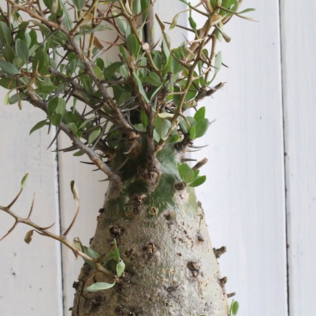 フォークイエリア　コルムナリス観峰玉