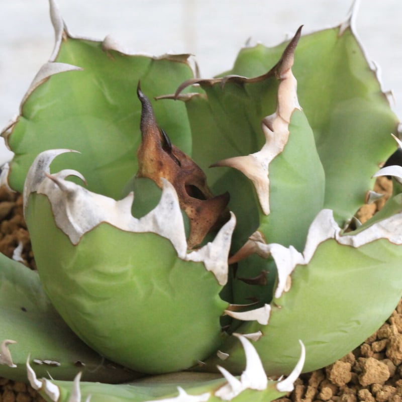 アガベ チタノタ 農大NO.1 | hanayoshi-botanical