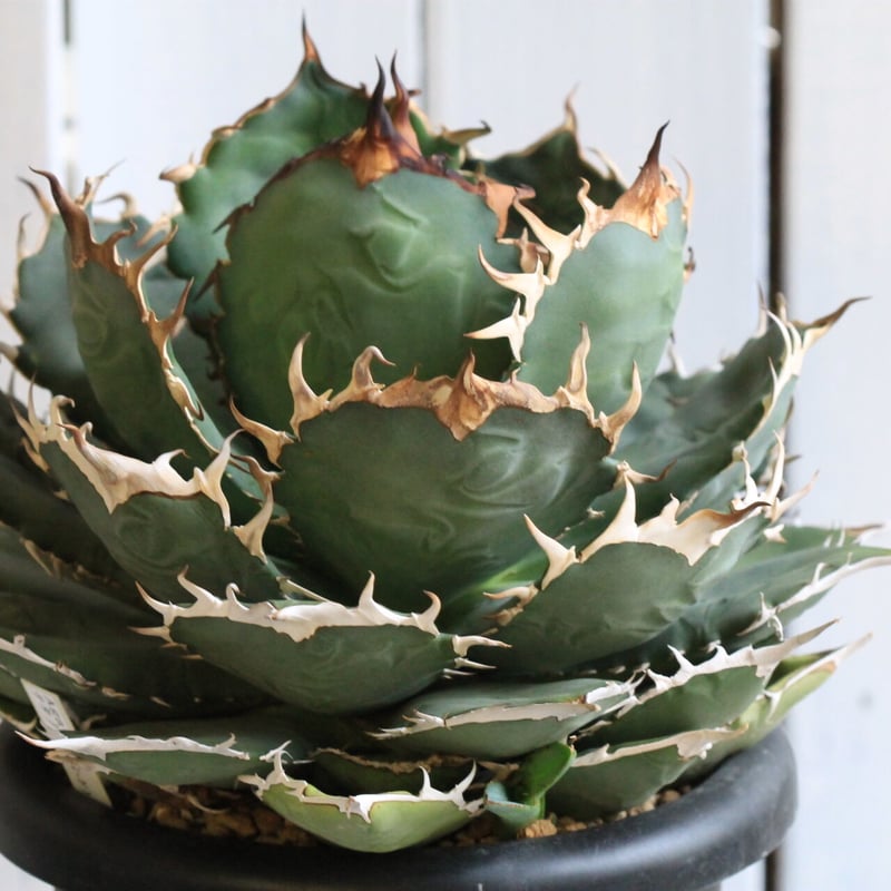 アガベ チタノタ NF | hanayoshi-botanical