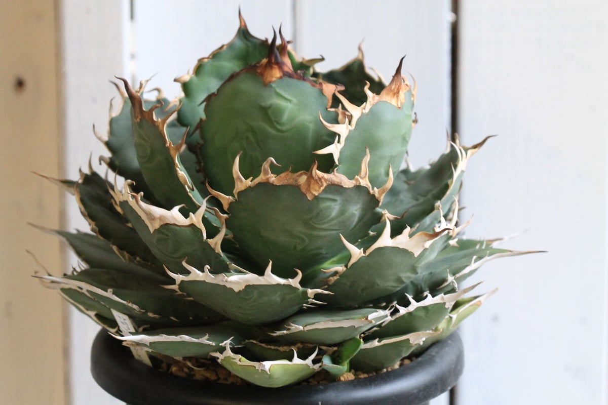 アガベ チタノタ NF | hanayoshi-botanical