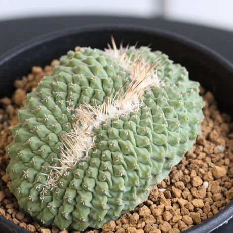 ストロンボカクタス　菊水綴化