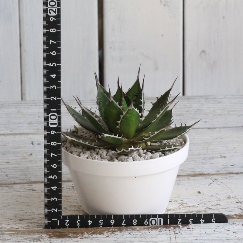 アガベ ギルベイ | hanayoshi-botanical